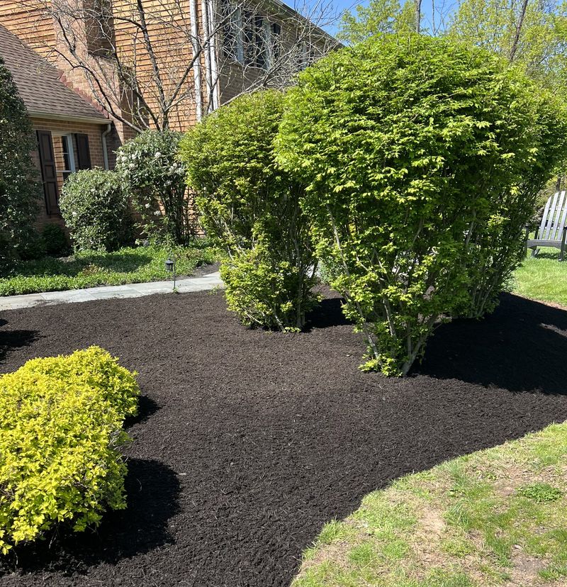 Fresh black mulch spread under trimmed shrubs beside a brick house